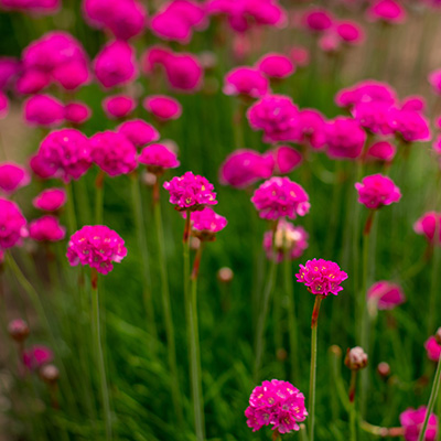 Spaans gras (Armeria-maritima-Abbey-Deep-Rose)