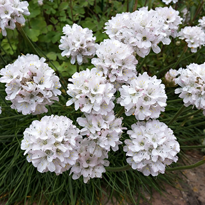 Spaans gras (Armeria-maritima-Abbey-White)