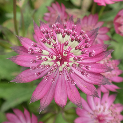 Zeeuws knoopje (Astrantia-Claret)