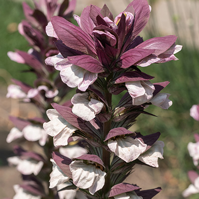 berenklauw-(Acanthus-hungaricus-White-Lips)