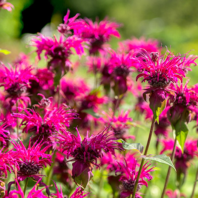 bergamotplant-(Monarda-Kardinal)