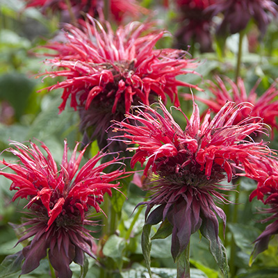 bergamotplant (Monarda-Cambridge-Scarlet)