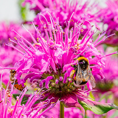 bergamotplant (Monarda-Pink-Lace PBR-EU20650)