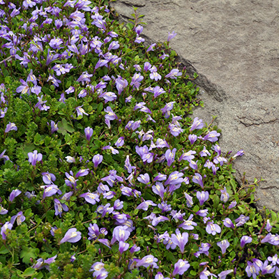 vrouwenlipjes (Mazus-reptans)