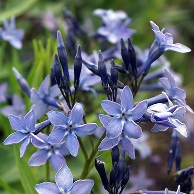 blauwe ster (Amsonia-tabernaemontana-Blue-Ice)