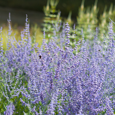 blauwspirea-(Perovskia-atrip.-Little-Spire)