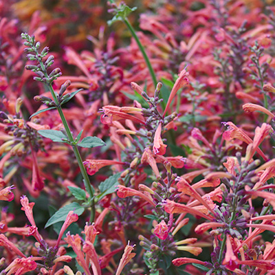 dropplant (Agastache-Fleur)