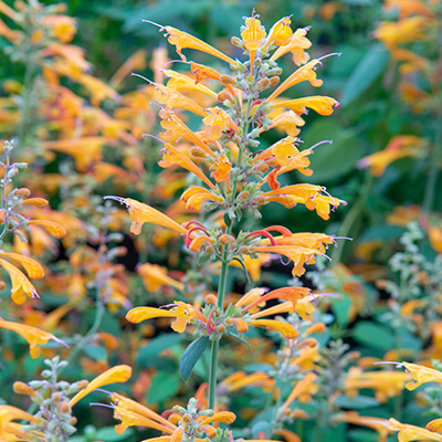 dropplant (Agastache-Mango-Tango® PBR)