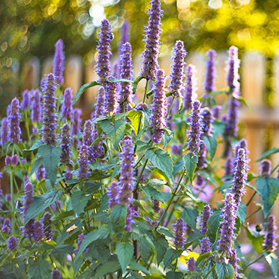 dropplant (Agastache-hybr.-Black-Adder)