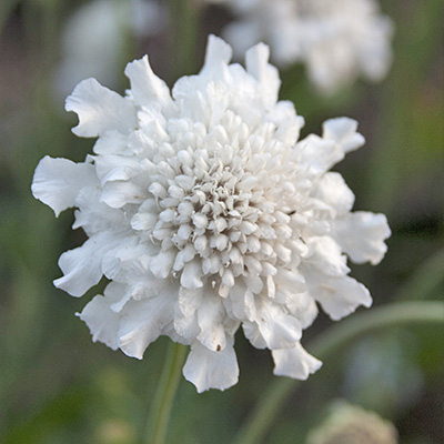 duifkruid (Scabiosa-col.-FlutterTM-Pure-White)