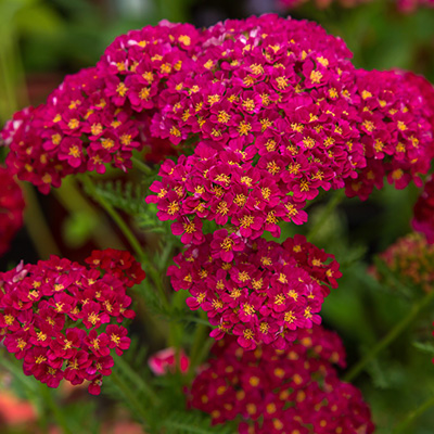 duizendblad-(Achillea-mil.-Sassy-Summer-Sangria-PBR)