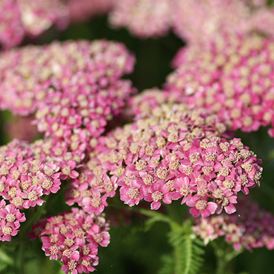 duizendblad-(Achillea-Millefolium-licht-roze)