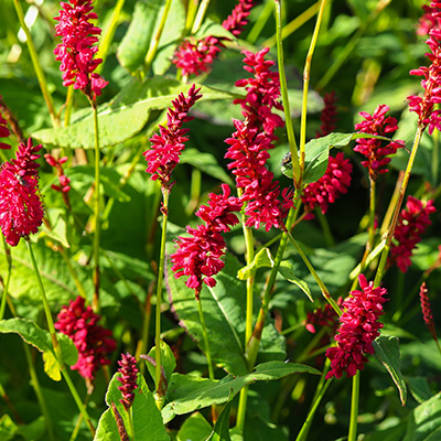 duizendknoop-(Persicaria-amplex.-Speciosa-Firetail)