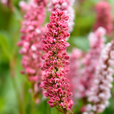 duizendknoop (Persicaria-aff.-Kabouter)