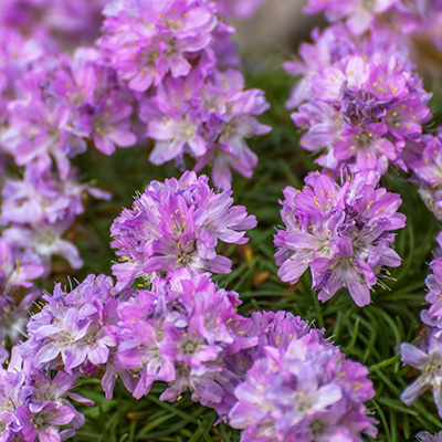 dwerg-Engels-gras-(-Armeria-juniperifolia-New-Zealand-Form)