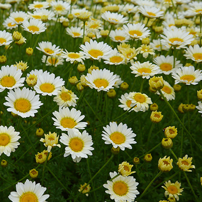 gele kamille (Anthemis-Sauce-Hollandaise)