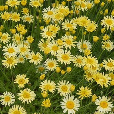 gele kamille (Anthemis-hybr.-E.C.-Buxton)