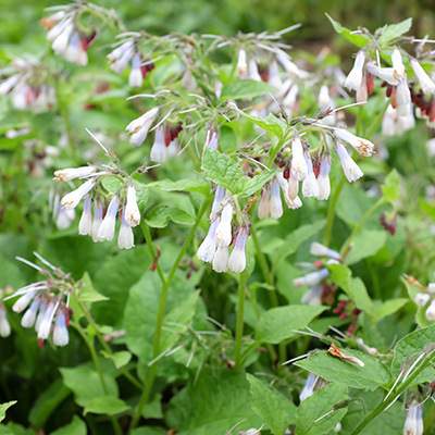 gewone smeerwortel (Symphytum-grandiflorum)