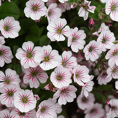 gipskruid (Gypsophila-cerastioides-F1-Pixie-Splash)