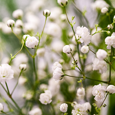 gipskruid (Gypsophila-pan.-Bristol-Fairy)