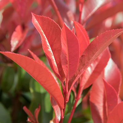 glansmispel (Photinia-Little-Red-Robin) Tuinplanten DEN