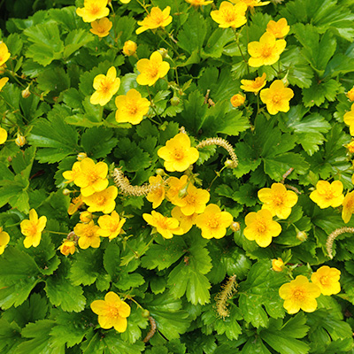 goudaarbei (Waldsteinia-Ternata)