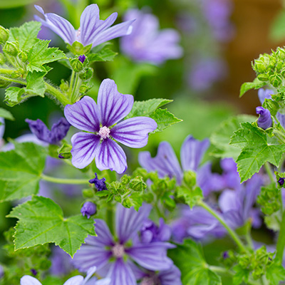 groot kaasjeskruid (Malva-syl.-Primley-Blue)