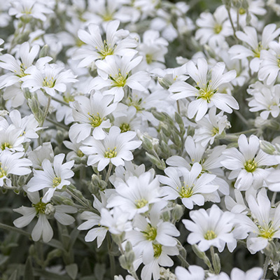 hoornbloem-(Cerastium-tomentosum)