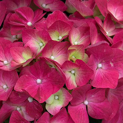 hortensia (Hydrangea-leuchtfeuer)