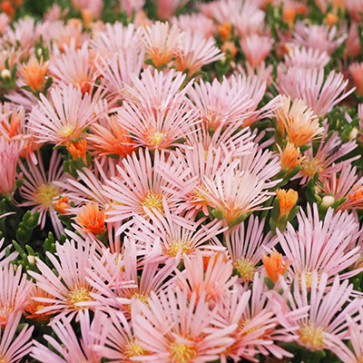 ijsbloem-(Delosperma-Mesa-Verde-TM-Kelaidis)