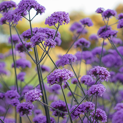 ijzerhard (Verbena-bonariensis-Violetta)