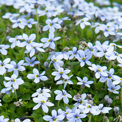 isotoma-(Pratia-pedunculata-Country-Park)