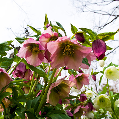 kerstroos (Helleborus-Pink-Beauty-EU9805)