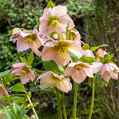 kerstroos (Helleborus-orientalis-(X)-Angel-Glow)