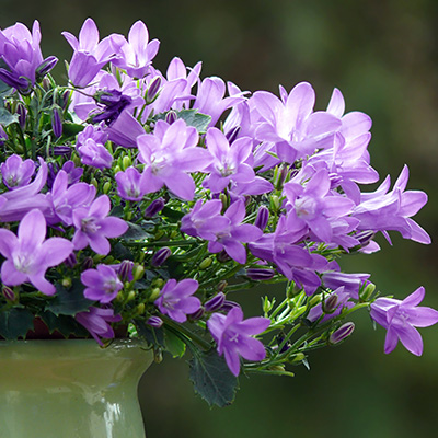 klokjesbloem (Campanula-portenschlagiana)