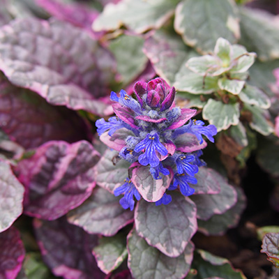 kruipend-zennegroen-(Ajuga-reptans-Burgundy-Glow)