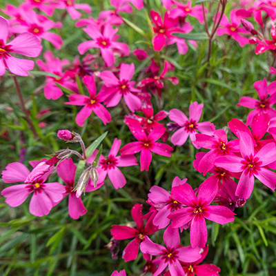 kruipphlox-(Phlox-subulata-Atropurpurea)