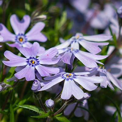 kruipphlox-(Phlox-subulata-Bavaria)