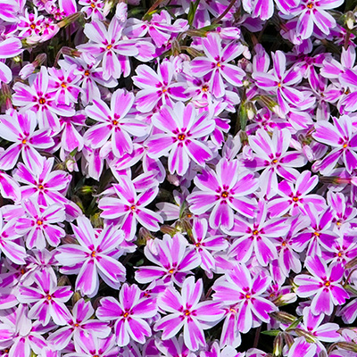 kruipphlox-(Phlox-subulata-Candy-Stripes)