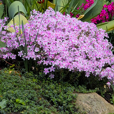 kruipphlox-(Phlox-subulata-Kimono-Pink-White)