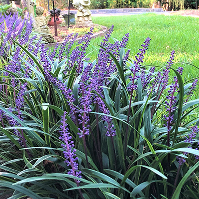 leliegras-(Liriope-muscari-Royal-Purple)