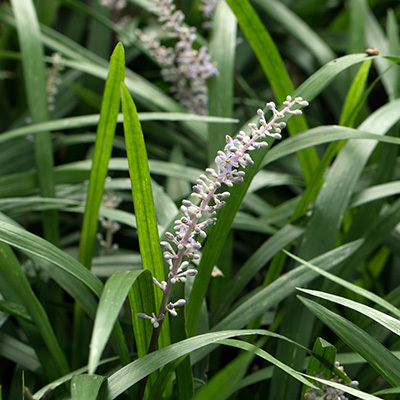 leliegras (Liriope-Muscari-White)