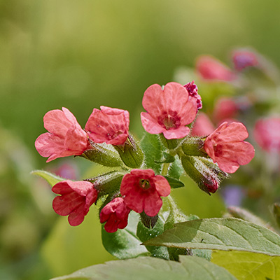 longkruid (Pulmonaria-Pretty-in-Pink-EUAPP31284)