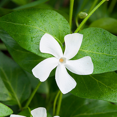 maagdenpalm-(Vinca-minor-Alba)