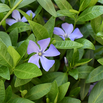 maagdenpalm-(Vinca-minor)