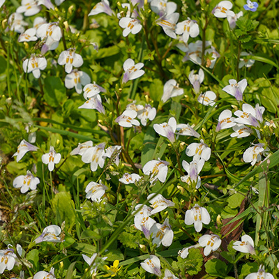 vrouwenlipjes (Mazus-reptans-Albus)