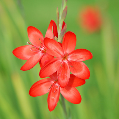 moerasgladiool (Schizostylis-coccinea-Major)