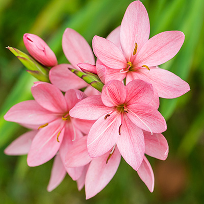 moerasgladiool (Schizostylis-coccinea-Mrs-Hegarty)