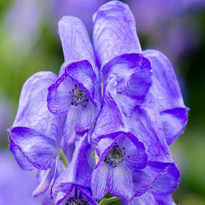 monnikskap-(Aconitum-carmichaelii-Arendsii)