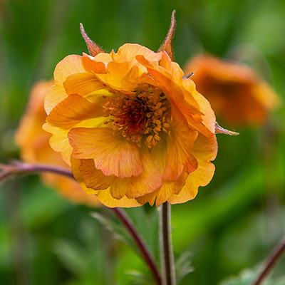 nagelkruid (Geum-Totally-Tangerine PBR-EU30066)